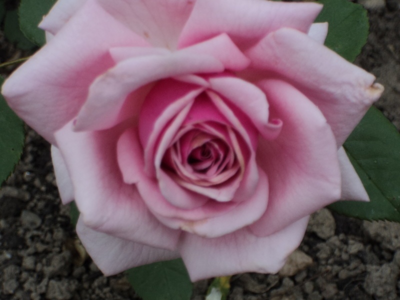 'E. Pemberton Barnes' rose photo