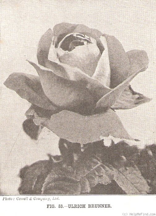 'Ulrich Brunner' rose photo