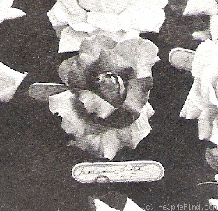 'Marquise Litta' rose photo