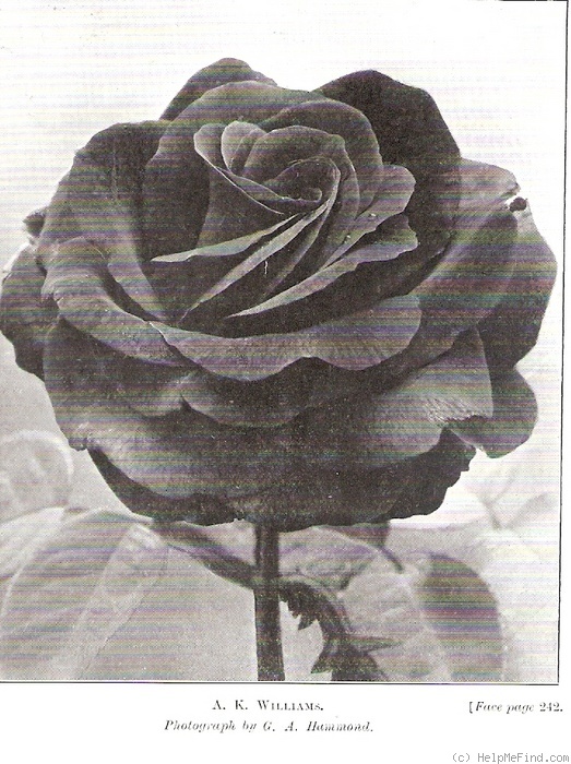 'A.K. Williams' rose photo