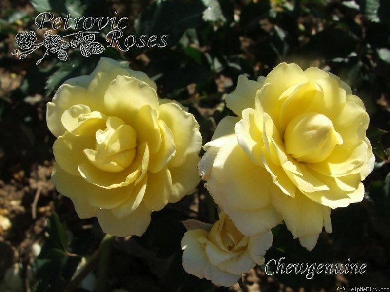 'CHEwgenuine' rose photo