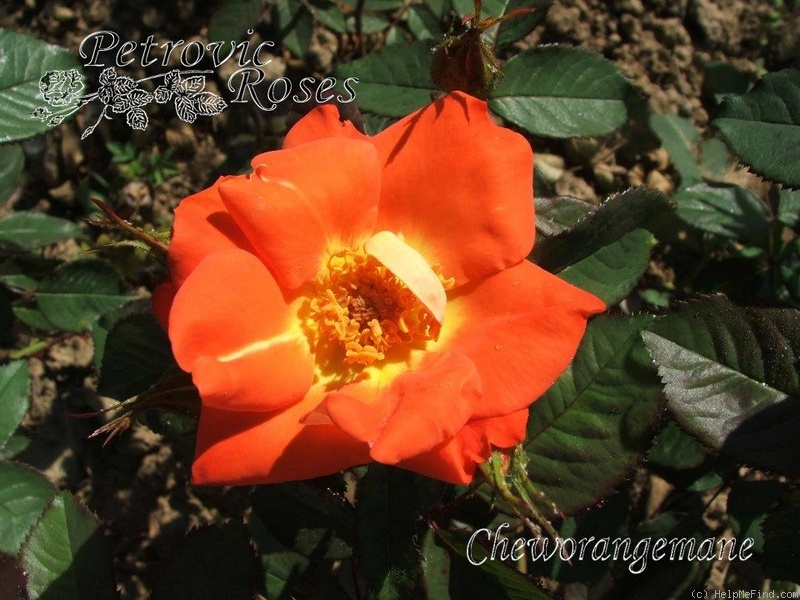 'CHEworangemane' rose photo