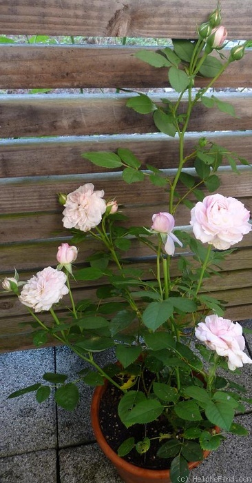 'Schönberg' rose photo