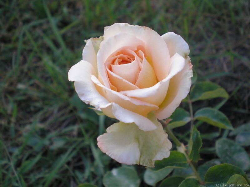 'Scented Memory' rose photo