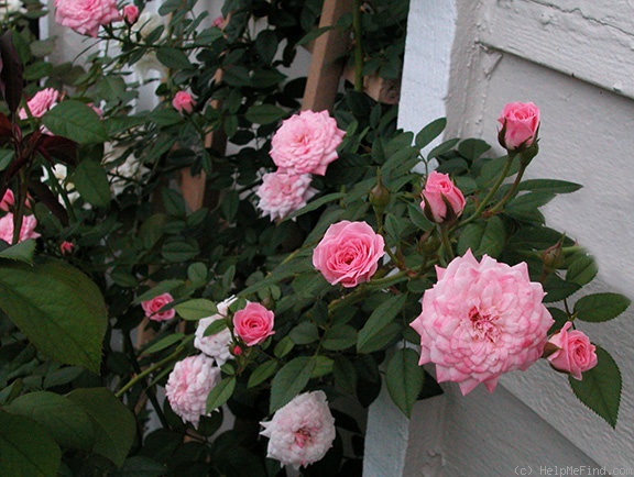 'Jeanne La Joie' rose photo