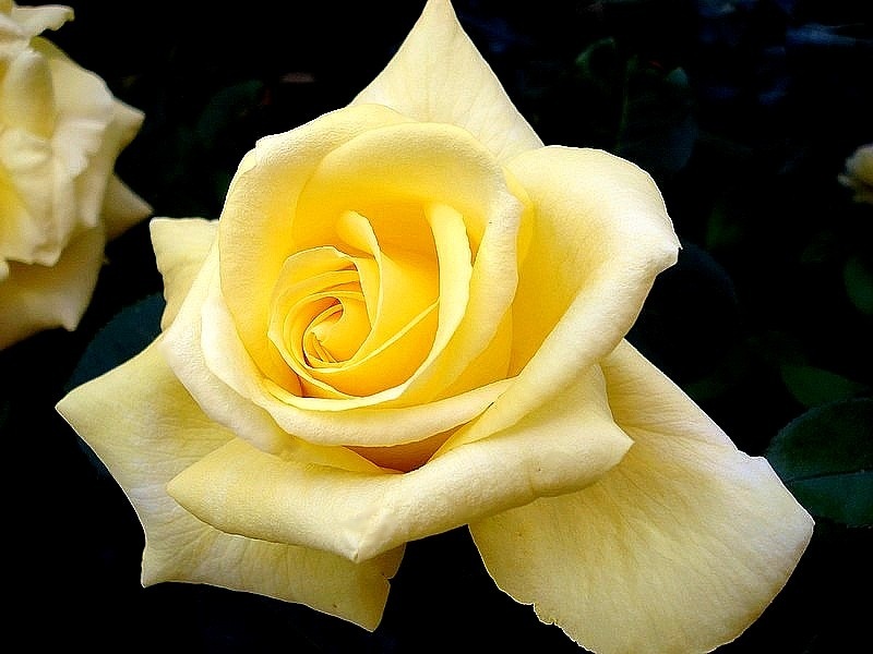 'Bernard Hinault ®' rose photo