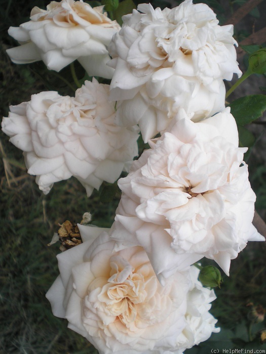 'Ilse Krohn Superior' rose photo