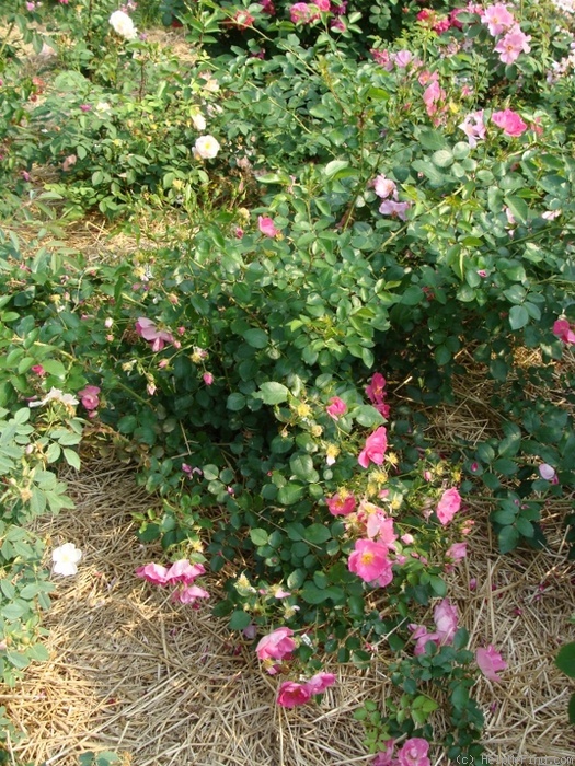 'A2201' rose, click to enlarge 'A2201' rose photo