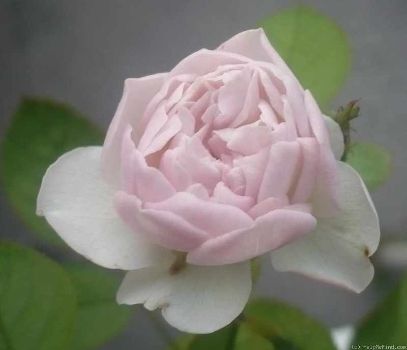 'Freiburger Bächle' rose photo