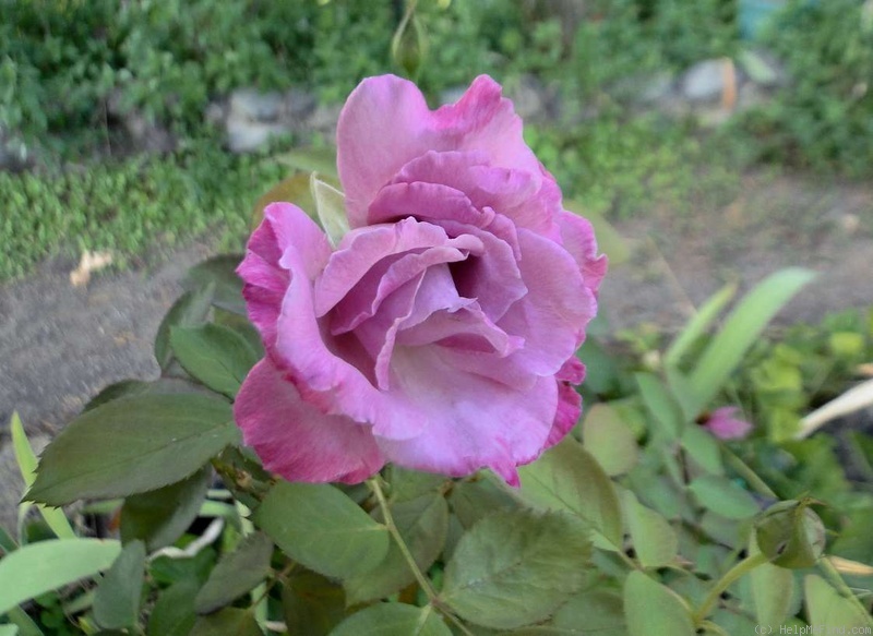 'Azure Sea' rose photo