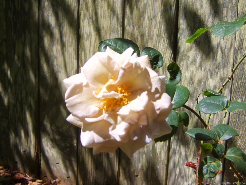 'Grey Dawn' rose, click to enlarge 'Grey Dawn' rose photo