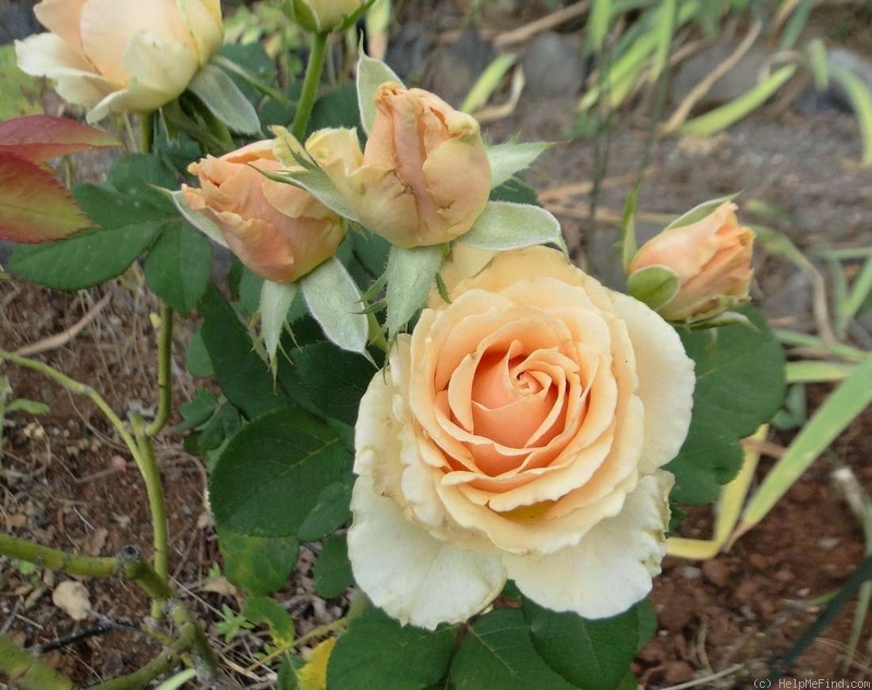 'Prima Donna+' rose photo