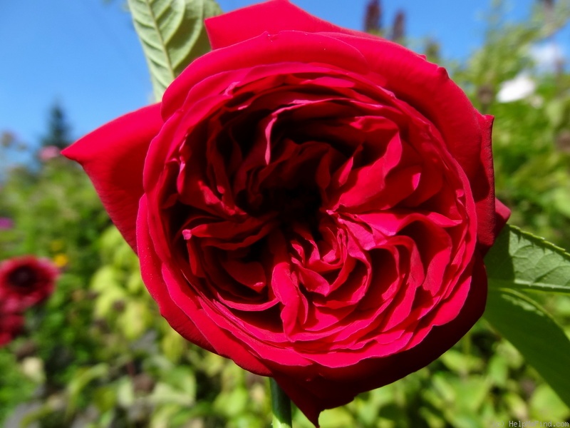 'Éclair (hybrid perpetual, Lacharme, 1883)' rose photo