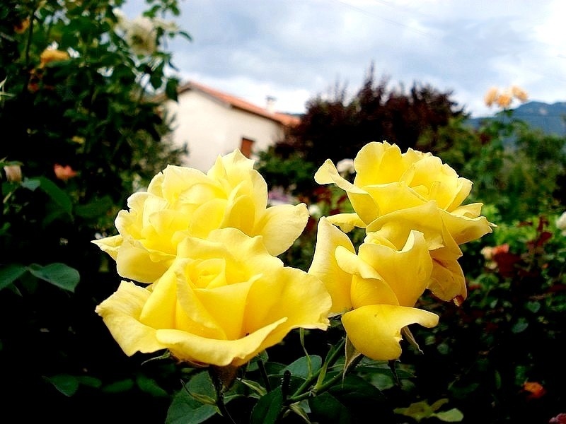 'Bernard Hinault ®' rose photo