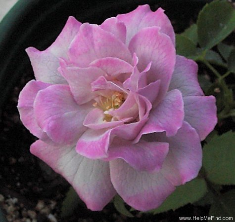 'Laika (floribunda, Singer)' rose photo