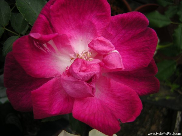 'Indica purpurea' rose photo