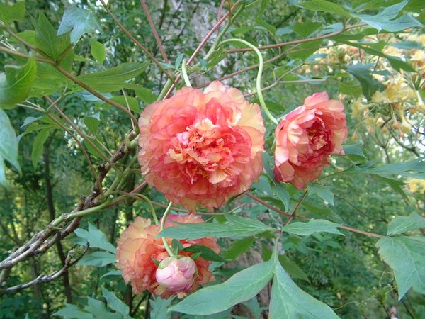 'Monet's Garden at Giverny'  photo