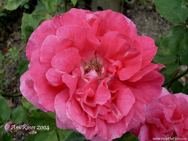 'Madame Crespin' rose photo