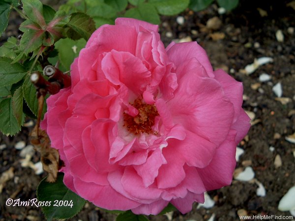'Oskar Cordel' rose photo