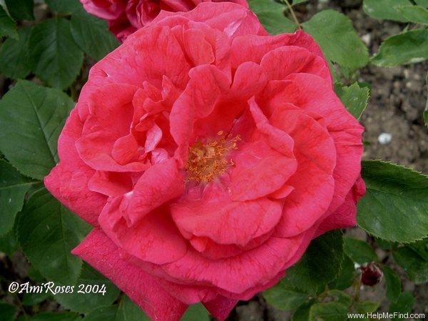'Prudence Besson' rose photo