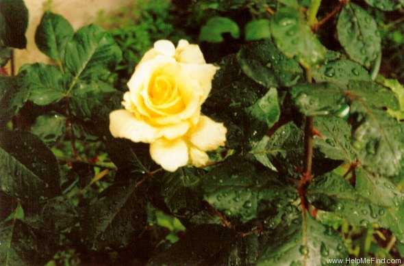 'Aperitif ® (hybrid tea, McGredy 1988)' rose photo