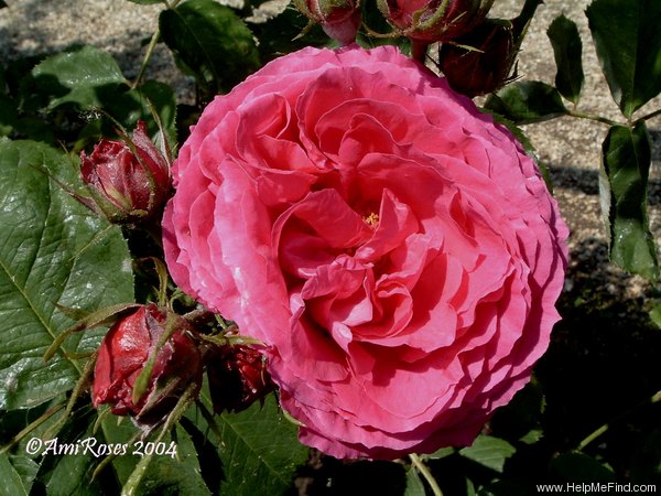 'Symmetry' rose photo