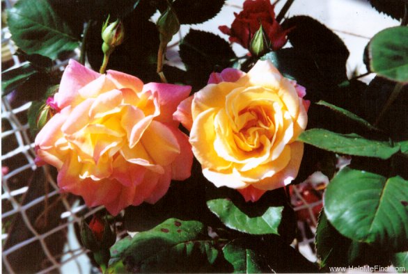 'Joseph's Coat' rose photo