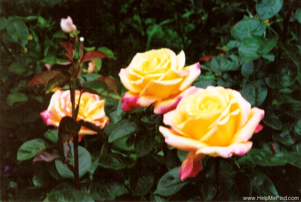 'BAIpeace' rose photo
