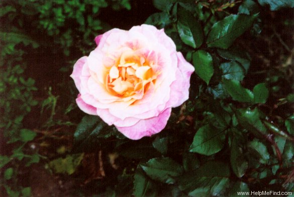 'Sorbet Bouquet ™' rose photo