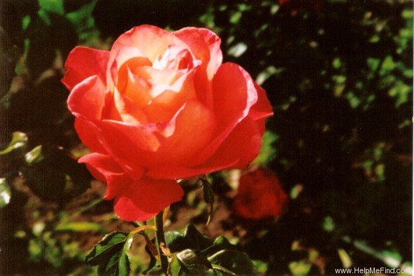 'Voodoo (hybrid tea, Christensen, 1988)' rose photo
