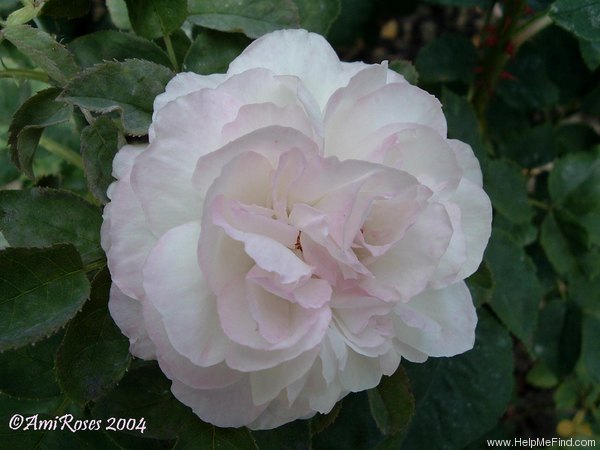 'White Baroness' rose photo
