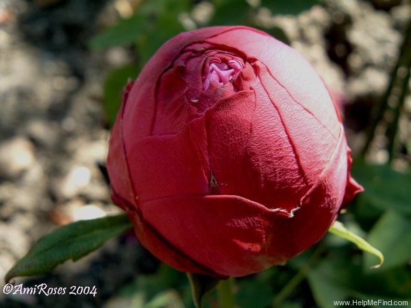 'Abbé Giraudier' rose photo