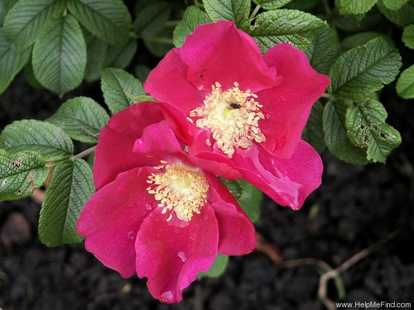 'Red Dagmar' rose photo