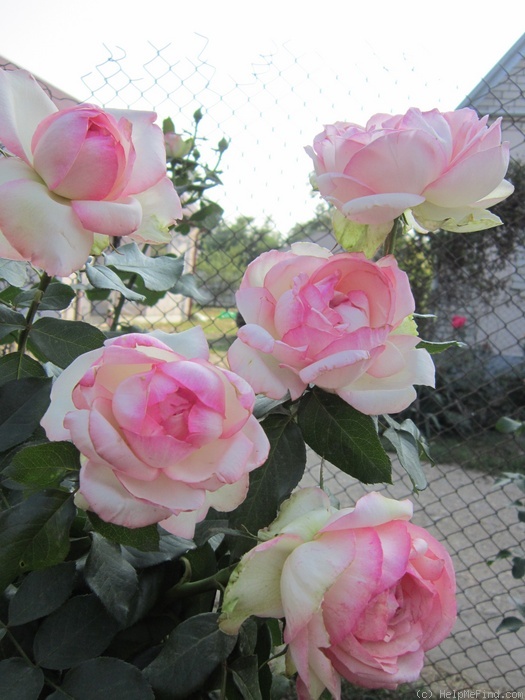 Роза оноре де бальзак фото и описание сорта