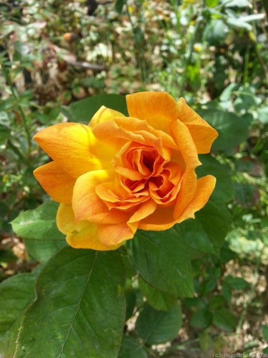 'Jean Giono ®' rose photo