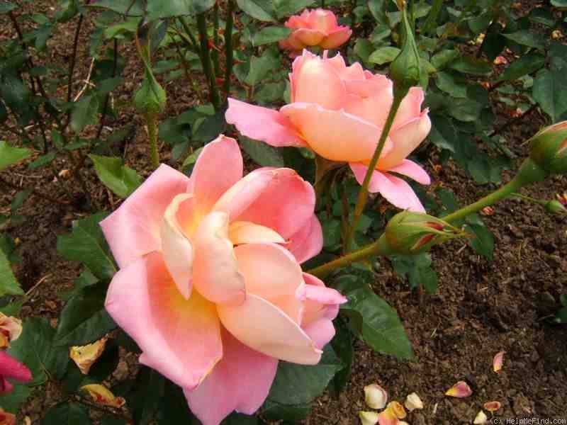 'I Zingary' rose photo