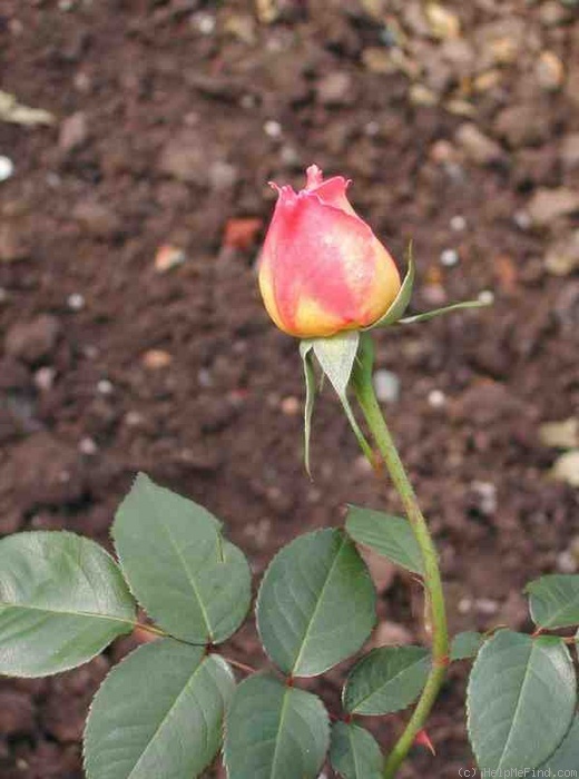 'I Zingary' rose photo