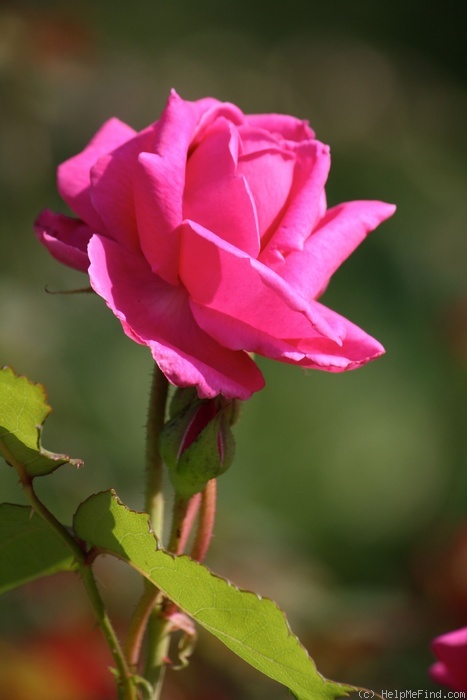 'Monsieur Cordeau' rose photo