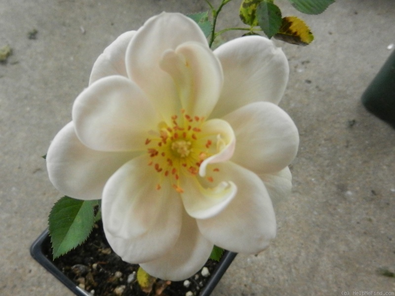 'Carl, André'  photo