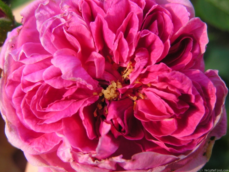 'Asta von Parpart (hybrid multiflora, Geschwind, before 1898)' rose photo