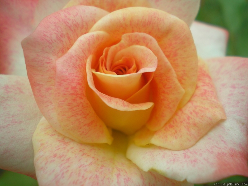'Michel Serrault ® (floribunda, Meilland before 2004)' rose photo