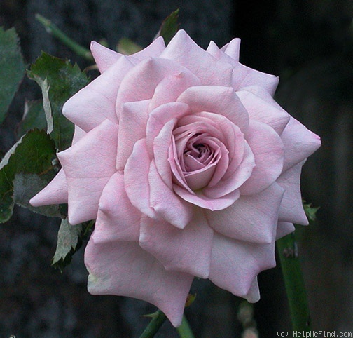 'Lavender Princess' rose photo