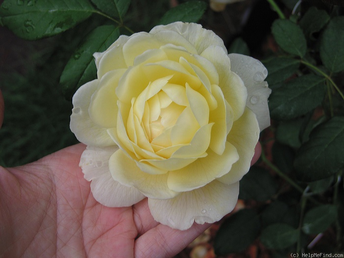 'Claire Austin' rose photo