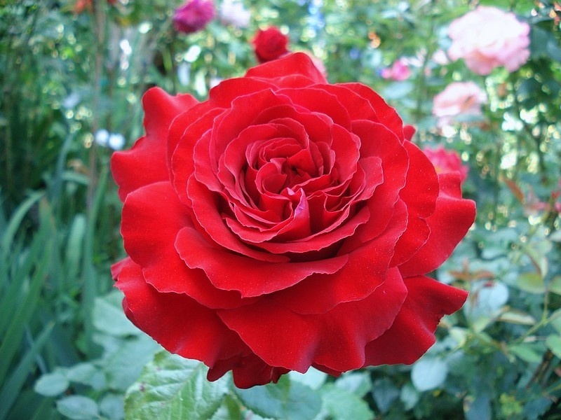 'Marlena (florists rose, Kordes 1999)' rose photo