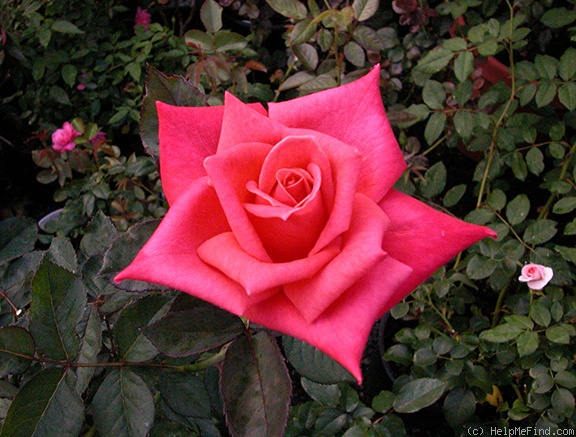 'Rilla' rose photo