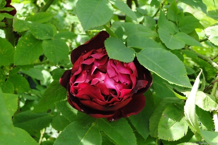 'Souvenir de William Wood' rose photo