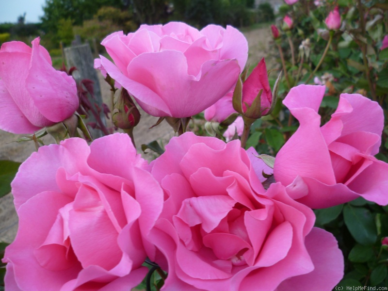 'McCartney Rose (hybrid tea, Meilland, 1995)' rose photo