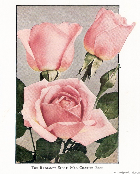 'Mrs. Charles J. Bell' rose photo