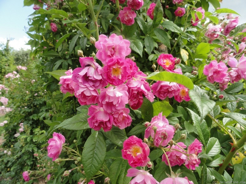 'Bocca Negra' rose photo