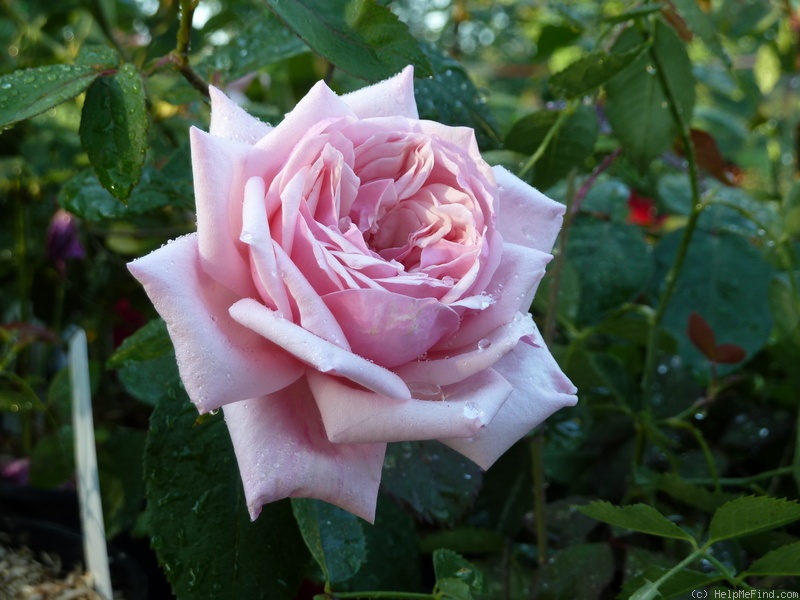 'Adam' rose photo
